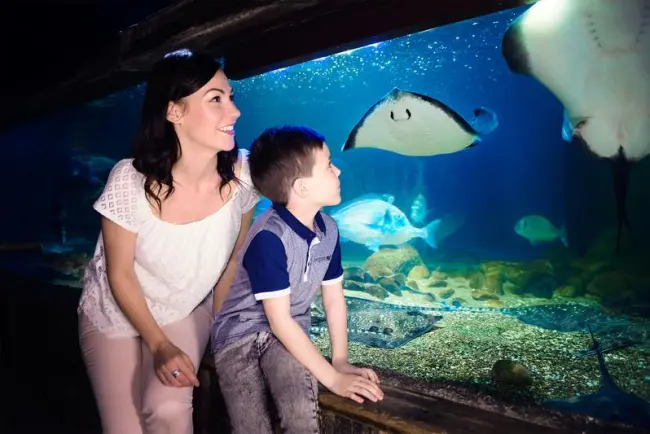 sea life roma acquarium