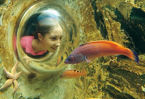 sea life acquario di roma apertura