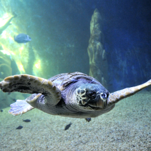 Acquario Cala Gonone biglietti online prezzi