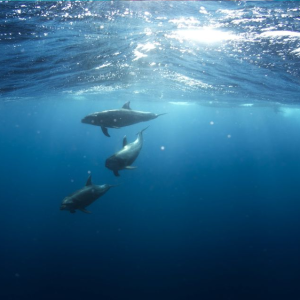 Gita in barca ecologica e avvistamento delfini a Golfo Aranci