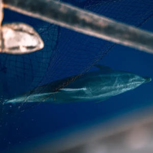 vacanze a Lampedusa avvistamento di delfini al tramonto sul Galeone dei pirati con pasto incluso