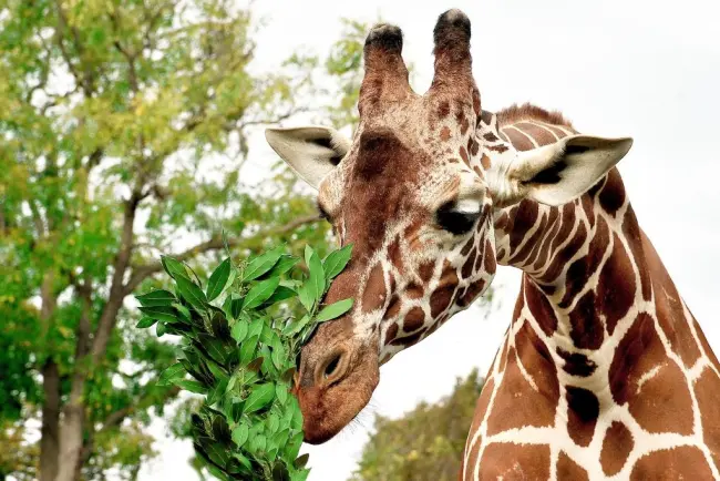 giraffe bioparco zoo di roma