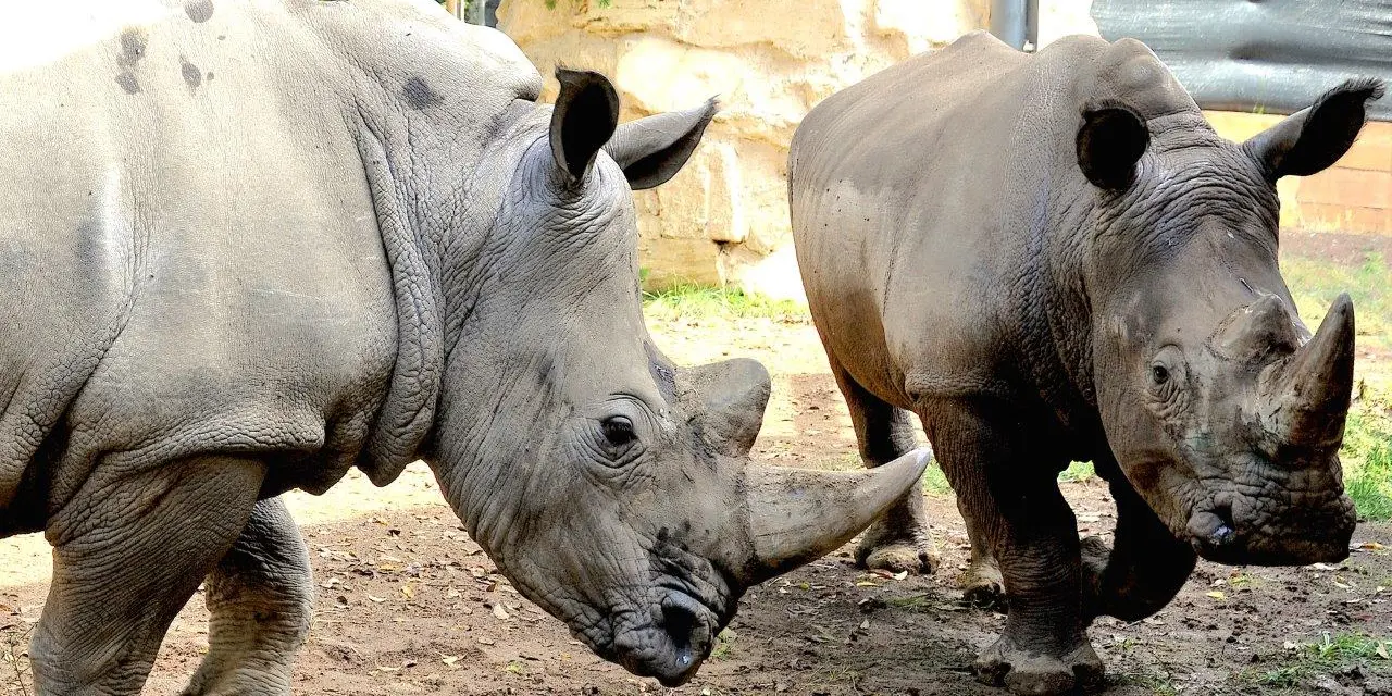 giornata del rinoceronte bioparco di roma