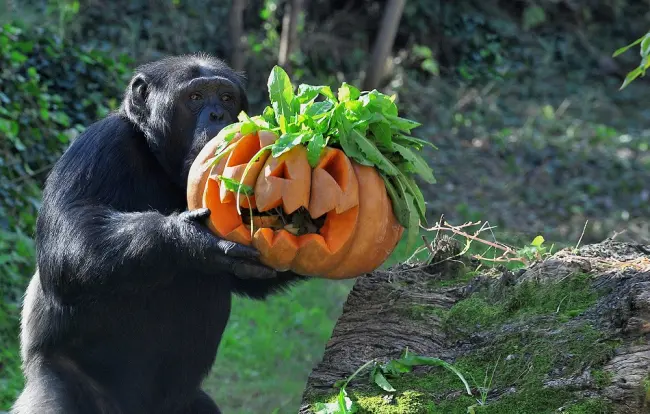 halloween al bioparco di roma