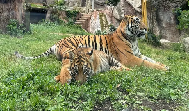 tigri bioparco di roma